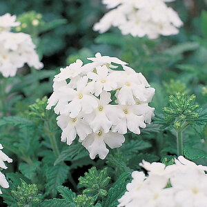 �� �� �o�[�x�i �I�u�Z�b�V�����z���C�g �^�L�C��c �v������ �ƒ�؉� �c���p �Ԃ̂����炵 ��� ���Y �t�����[