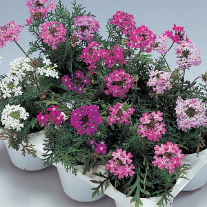   o[xi O~bNX ^LCc v ƒ؉ cp Ԃ̂炵  Y t[