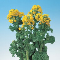 花 種 花菜 黒川寒咲 タキイ種苗 プロ向け 家庭菜園 営利用 花のある暮らし 大量 生産 フラワー