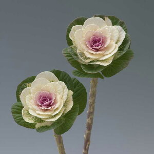   tO F1~ ^LCc v ƒ؉ cp Ԃ̂炵  Y t[