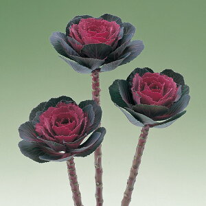   tO F1~g ^LCc v ƒ؉ cp Ԃ̂炵  Y t[