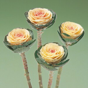   tO F1 ^LCc v ƒ؉ cp Ԃ̂炵  Y t[