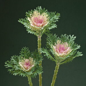   tO F1tFU[zCg ^LCc v ƒ؉ cp Ԃ̂炵  Y t[