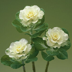   tO F1tAzCg ^LCc v ƒ؉ cp Ԃ̂炵  Y t[