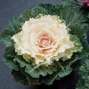   tO F1 ^LCc v ƒ؉ cp Ԃ̂炵  Y t[