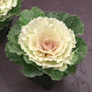   tO F1͂ ^LCc v ƒ؉ cp Ԃ̂炵  Y t[