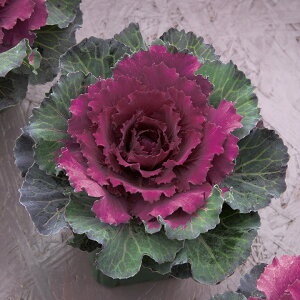   tO F1Ǎg͂ ^LCc v ƒ؉ cp Ԃ̂炵  Y t[