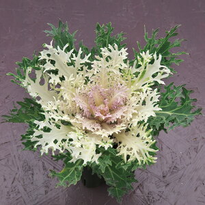   tO F1Ⴍ ^LCc v ƒ؉ cp Ԃ̂炵  Y t[