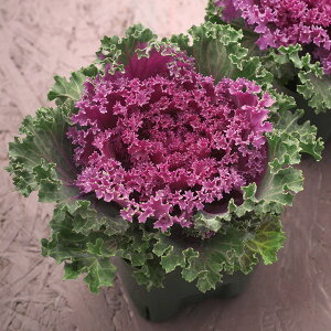   tO F1g ^LCc v ƒ؉ cp Ԃ̂炵  Y t[