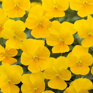   rI F1rrNACG[Cv ^LCc v ƒ؉ cp Ԃ̂炵  Y t[