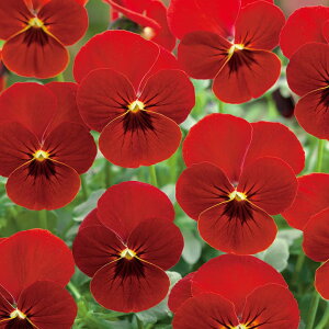   rI F1rrXJ[bg ^LCc v ƒ؉ cp Ԃ̂炵  Y t[