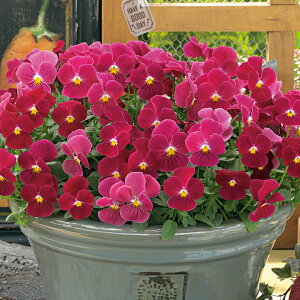   rI F1rrXC[g[Y ^LCc v ƒ؉ cp Ԃ̂炵  Y t[