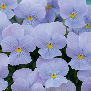   rI F1rrwu[u[ ^LCc v ƒ؉ cp Ԃ̂炵  Y t[