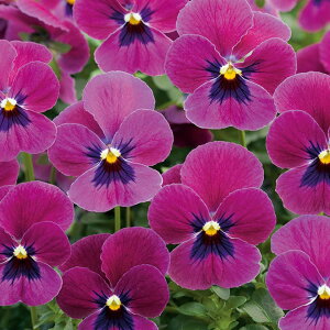 花 種 ビオラ F1ビビライトローズウィズブロッチ タキイ種苗 プロ向け 家庭菜園 営利用 花のある暮らし 大量 生産 フラワー