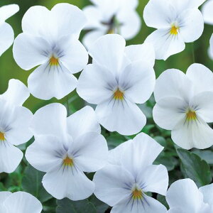   rI F1rrsAzCg ^LCc v ƒ؉ cp Ԃ̂炵  Y t[