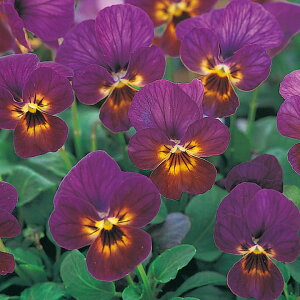   rI F1rrvAeB[N ^LCc v ƒ؉ cp Ԃ̂炵  Y t[