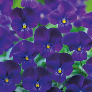   rI F1rrp[v ^LCc v ƒ؉ cp Ԃ̂炵  Y t[