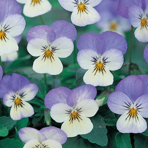   rI F1rrXp[Nu[ ^LCc v ƒ؉ cp Ԃ̂炵  Y t[