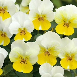   rI F1t[p[N[CG[bv ^LCc v ƒ؉ cp Ԃ̂炵  Y t[