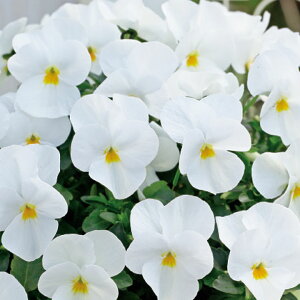   rI F1t[p[zCg ^LCc v ƒ؉ cp Ԃ̂炵  Y t[