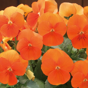   rI F1t[p[fB[vIW ^LCc v ƒ؉ cp Ԃ̂炵  Y t[