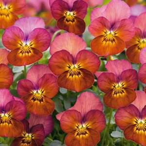   rI F1t[p[eRb^ ^LCc v ƒ؉ cp Ԃ̂炵  Y t[