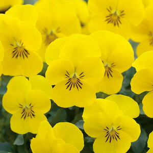   rI F1t[p[CG[TvCY ^LCc v ƒ؉ cp Ԃ̂炵  Y t[