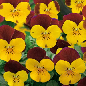 �� �� �r�I�� F1�t���[�����p���[�C�G���[���b�h�E�C���O �^�L�C��c �v������ �ƒ�؉� �c���p �Ԃ̂����炵 ��� ���Y �t�����[