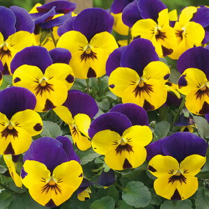   rI F1t[p[CfBATZbg ^LCc v ƒ؉ cp Ԃ̂炵  Y t[