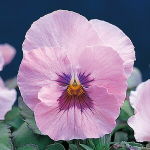   pW[ F1sJ\sNVF[h ^LCc v ƒ؉ cp Ԃ̂炵  Y t[