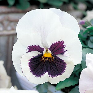   pW[ F1sJ\zCgub` ^LCc v ƒ؉ cp Ԃ̂炵  Y t[