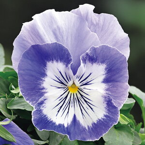   pW[ F1LbcvX}[i ^LCc v ƒ؉ cp Ԃ̂炵  Y t[