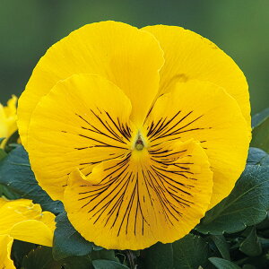   pW[ F1LbcvXCG[ ^LCc v ƒ؉ cp Ԃ̂炵  Y t[