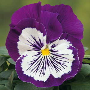 �� �� �p���W�[ F1�L���b�c�v���X�p�[�v�����z���C�g �^�L�C��c �v������ �ƒ�؉� �c���p �Ԃ̂����炵 ��� ���Y �t�����[