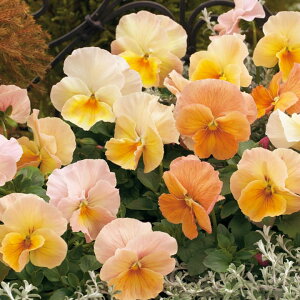   pW[ F1CyAAvRbgVF[h ^LCc v ƒ؉ cp Ԃ̂炵  Y t[