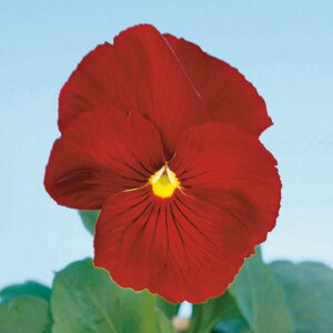 花 種 パンジー F1デルタピュアレッド タキイ種苗 プロ向け 家庭菜園 営利用 花のある暮らし 大量 生産 フラワー