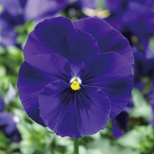 花 種 パンジー F1デルタプレミアムディープブルー タキイ種苗 プロ向け 家庭菜園 営利用 花のある暮らし 大量 生産 フラワー