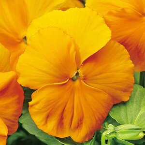   pW[ F1f^v~AsAIW ^LCc v ƒ؉ cp Ԃ̂炵  Y t[