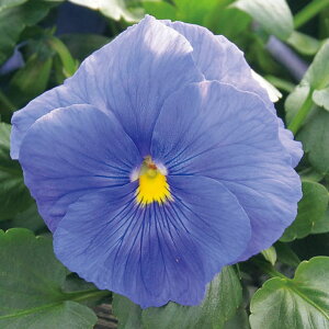 �� �� �p���W�[ F1�f���^�v���~�A���g�D���[�u���[ �^�L�C��c �v������ �ƒ�؉� �c���p �Ԃ̂����炵 ��� ���Y �t�����[