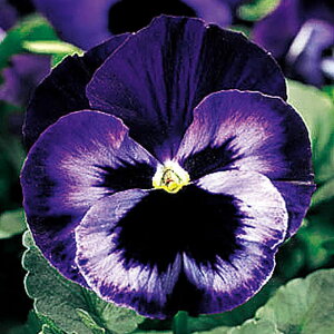   pW[ F1f^v~AlIoCIbg ^LCc v ƒ؉ cp Ԃ̂炵  Y t[