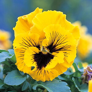   pW[ F1tYVYCG[ ^LCc v ƒ؉ cp Ԃ̂炵  Y t[