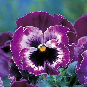   pW[ F1tYVYYx[ ^LCc v ƒ؉ cp Ԃ̂炵  Y t[