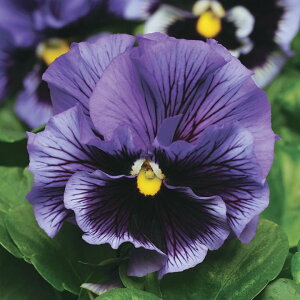   pW[ F1tYVYu[ ^LCc v ƒ؉ cp Ԃ̂炵  Y t[