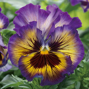   pW[ F1tYVYx[ ^LCc v ƒ؉ cp Ԃ̂炵  Y t[