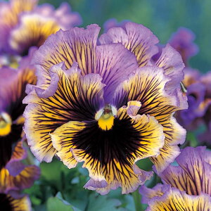   pW[ F1tYVYCG[u[X[ ^LCc v ƒ؉ cp Ԃ̂炵  Y t[