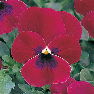   pW[ F1i`[Y ^LCc v ƒ؉ cp Ԃ̂炵  Y t[