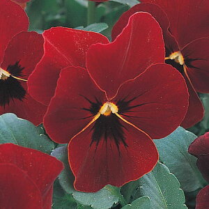   pW[ F1i`bhEBYub` ^LCc v ƒ؉ cp Ԃ̂炵  Y t[