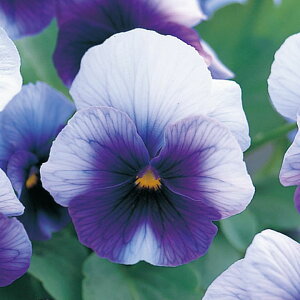   pW[ F1i`r[RCv ^LCc v ƒ؉ cp Ԃ̂炵  Y t[