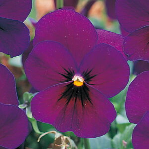   pW[ F1i`vp[v ^LCc v ƒ؉ cp Ԃ̂炵  Y t[