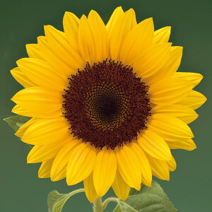   Ђ܂ F1T}[Tb`IW45 ^LCc v ƒ؉ cp Ԃ̂炵  Y t[